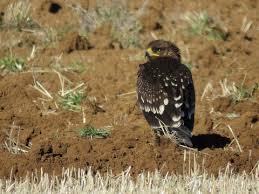 Attēlu rezultāti vaicājumam “Aquila pomarina adult”