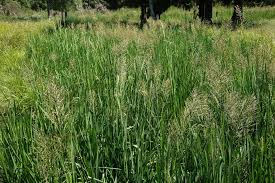 Attēlu rezultāti vaicājumam “Glyceria maxima fruit”