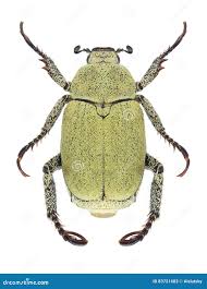 Attēlu rezultāti vaicājumam “Hoplia parvula imago”