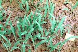 Attēlu rezultāti vaicājumam “Echinochloa crus-galli fruit”