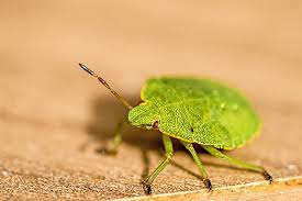 Attēlu rezultāti vaicājumam “Palomena prasina imago”