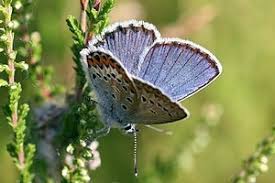 Attēlu rezultāti vaicājumam “Plebejus idas”