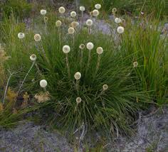Attēlu rezultāti vaicājumam “Homomallium incurvatum sporophyte”