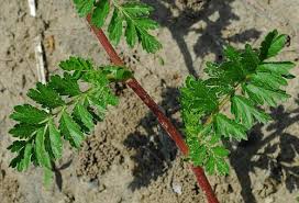 Attēlu rezultāti vaicājumam “Potentilla supina”