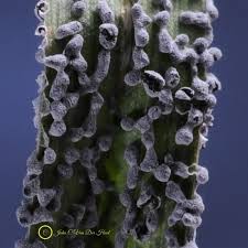 Attēlu rezultāti vaicājumam “Physarum bitectum sessile”