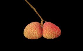 Image result for Litchi chinensis