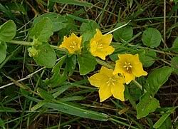 Image result for Lysimachia nummularia
