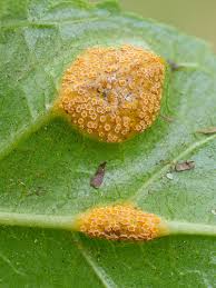 Attēlu rezultāti vaicājumam “Puccinia coronata”