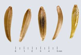 Attēlu rezultāti vaicājumam “Lapsana communis”