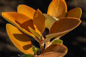 Attēlu rezultāti vaicājumam “Crassulaceae”