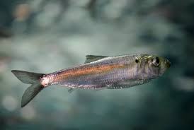 Image result for Alosa pseudoharengus
