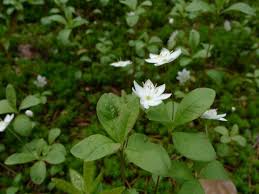 Attēlu rezultāti vaicājumam “Trientalis europaea fruit”