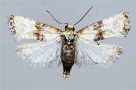 Attēlu rezultāti vaicājumam “Eupoecilia angustana”