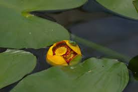 Attēlu rezultāti vaicājumam “Nuphar lutea flower”
