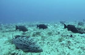 Image result for Mycteroperca phenax