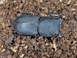 Attēlu rezultāti vaicājumam “Symphytocarpus flaccidus stalked”