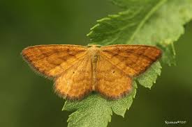 Attēlu rezultāti vaicājumam “Idaea serpentata”