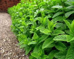 Attēlu rezultāti vaicājumam “Mentha x piperita”