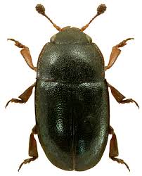 Attēlu rezultāti vaicājumam “Meligethes sp.”