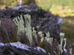 Attēlu rezultāti vaicājumam “Cladonia deformis”