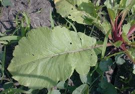 Image result for Raphanus sativus ssp. Oleiformes