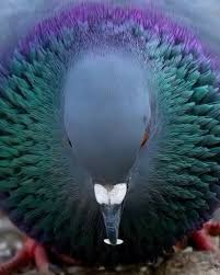 Attēlu rezultāti vaicājumam “Columba livia f. domestica adult”