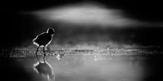 Image result for photos