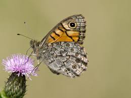 Attēlu rezultāti vaicājumam “Lasiommata megera”