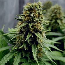 Attēlu rezultāti vaicājumam “Cannabis sativa fruit”