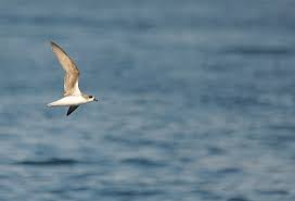 Image result for Pterodroma feae