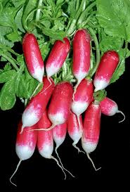 Attēlu rezultāti vaicājumam “Raphanus raphanistrum fruit”