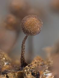 Attēlu rezultāti vaicājumam “Cribraria piriformis macro”