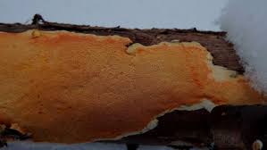 Attēlu rezultāti vaicājumam “Perenniporia subacida”