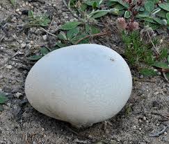 Attēlu rezultāti vaicājumam “Calvatia utriformis”