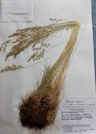 Attēlu rezultāti vaicājumam “Festuca rubra subsp. rubra fruit”