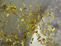 Attēlu rezultāti vaicājumam “Lemna trisulca”