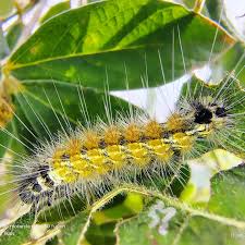 Attēlu rezultāti vaicājumam “Spilosoma sp.”