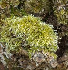 Attēlu rezultāti vaicājumam “Brachythecium salebrosum sporophyte”