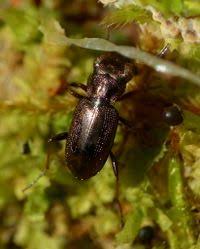 Attēlu rezultāti vaicājumam “Notiophilus germinyi”