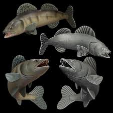 Image result for Sander lucioperca