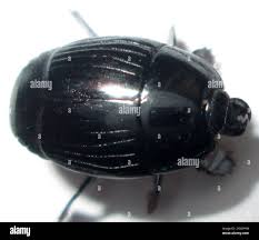 Attēlu rezultāti vaicājumam “Histeridae”