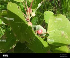 Attēlu rezultāti vaicājumam “Contarinia petioli”
