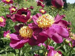 Attēlu rezultāti vaicājumam “Paeonia lactiflora flower”