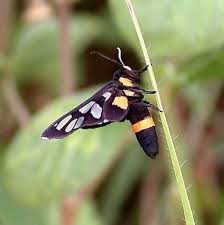 Attēlu rezultāti vaicājumam “Arctiidae”