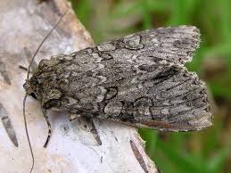 Attēlu rezultāti vaicājumam “Polia nebulosa”