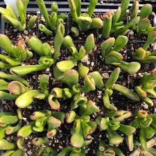 Image result for Crassula hobbit