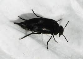 Attēlu rezultāti vaicājumam “Mordella sp.”