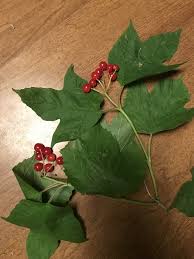 Attēlu rezultāti vaicājumam “Viburnum opulus leaf”
