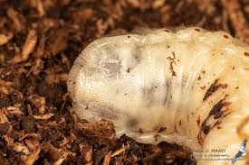 Attēlu rezultāti vaicājumam “Osmoderma barnabita”