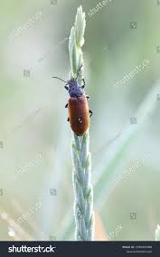 Attēlu rezultāti vaicājumam “Pseudocistela ceramboides”